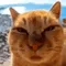 Images_A_Cats
