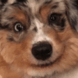 DogSmile