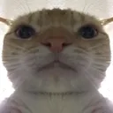 Catbruh Catbruh