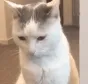 catinono