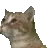 catBop