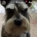 fido