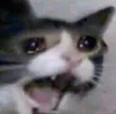 Cat_memes