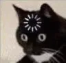 Sg Cat Loading Discord Emoji