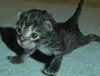 catgym