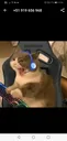 gato