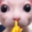 catshh