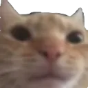 nocommentcat
