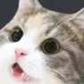 catwoah