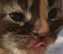 mlemm