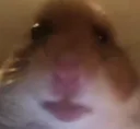 starehamster