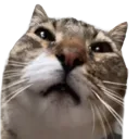Terrance_What
