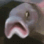 sadfishy Discord emoji