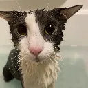 soggy_cat
