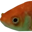 GoldieFish