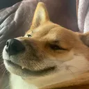 sheebhue