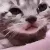 sadcat