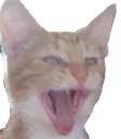Catpog catpog Discord Emoji