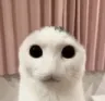 stare