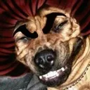 yujiro_dog