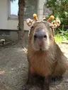 capybara