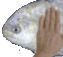 lefishepat