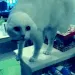CIaliencat CIaliencat