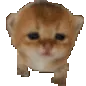 CIbigpoowalk CIbigpoowalk