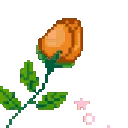 roseorange