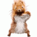 squirrel