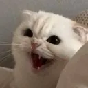 teri_saale
