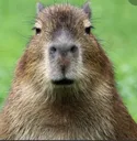 Capybara Capybara
