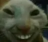 xdd xdd