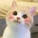 cutecat cutecat