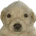 dogstare