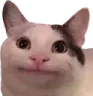 PKEnicecatto PKEnicecatto