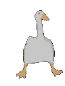 duckdancing