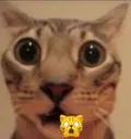 CAT_Shokado
