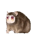 rratzoom
