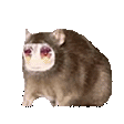 rratjam