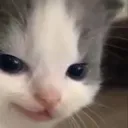 ctcatsmirk Discord Emoji