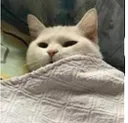 sleepLazyping