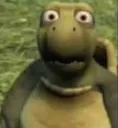 turtlehasseenthings