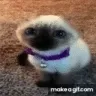 gatopelon_BUT