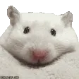 ratKING