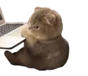 MadCat