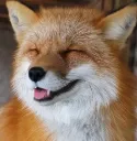 FoxHapp1