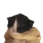 hello
