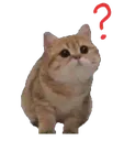 catWhat_questionMark