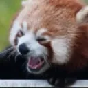 panda_scream
